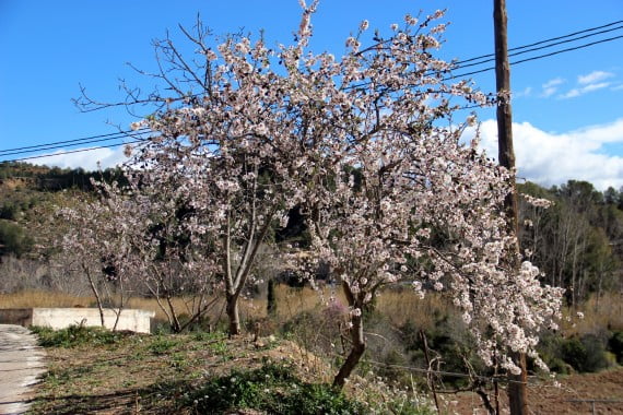 Almendro en floración