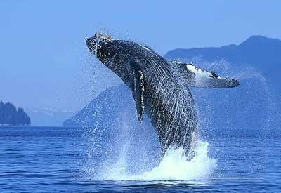 Ballena en Los Cabos