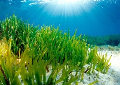 Buceo en Almería