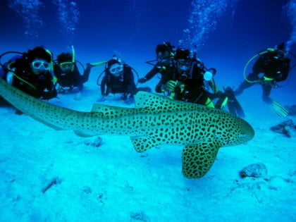 Buceo en Tailandia