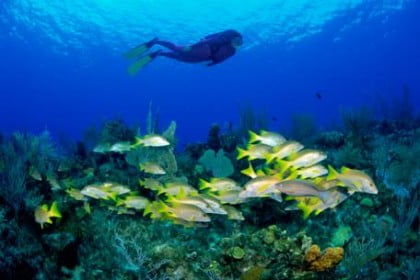 Buceo en Tenerife