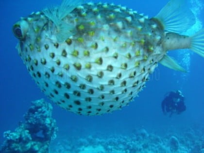 Buceo en el Mar Rojo