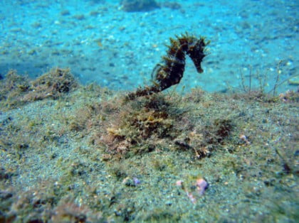 Centros de buceo Málaga