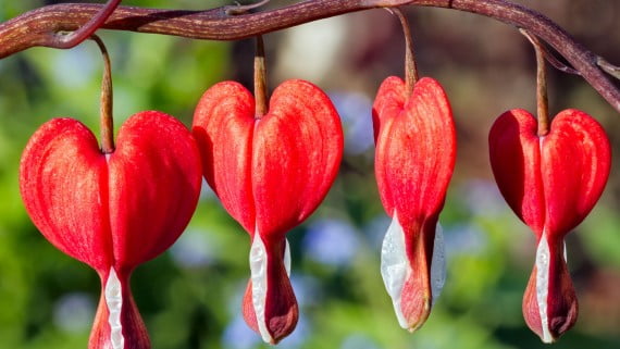 Flor corazón sangrante o dicentra