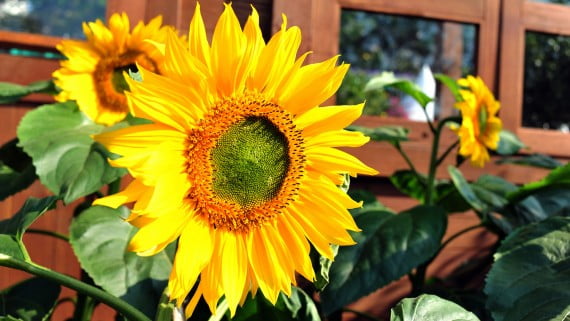 Girasoles