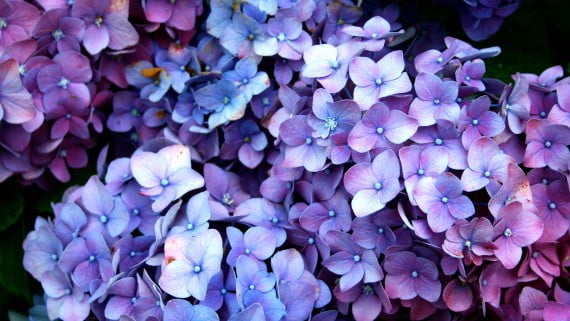 Hortensia