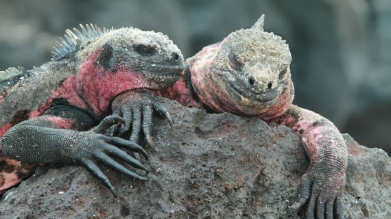 Visitar Ecuador: las Islas Galápagos