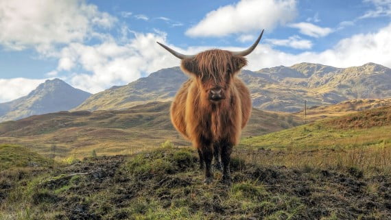 La famosa vaca de las Highlands, Escocia