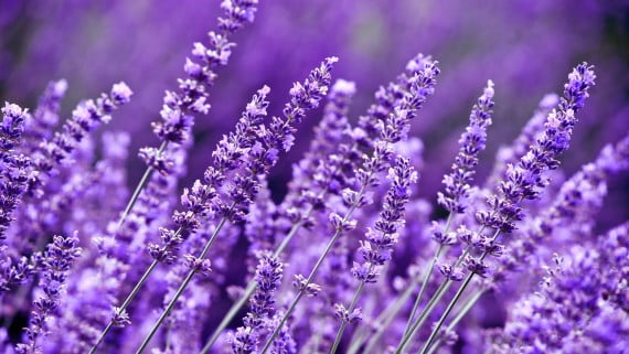 Lavanda