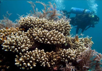 Submarinismo Filipinas