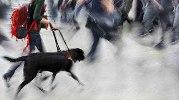 Transporte de animales en Ryanair