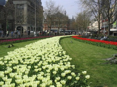 Tulipanes de Ámsterdam 