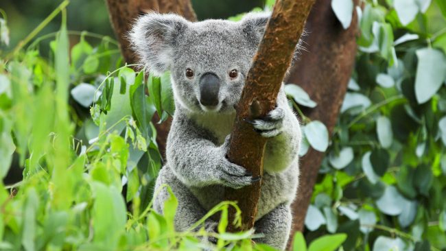 Australia: un destino exótico e interesante