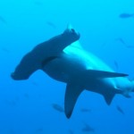 Buceo en la Isla de Malpelo