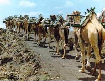 Camellos en Timanfaya