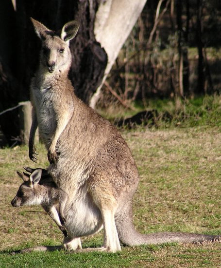 Fauna Australia