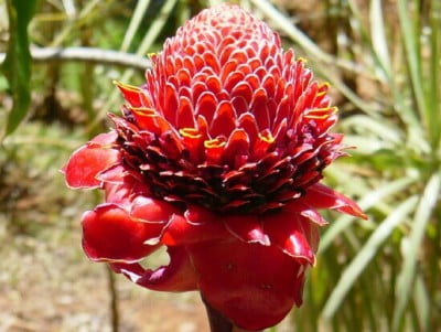 Flor tropical en el Jardín Botánico