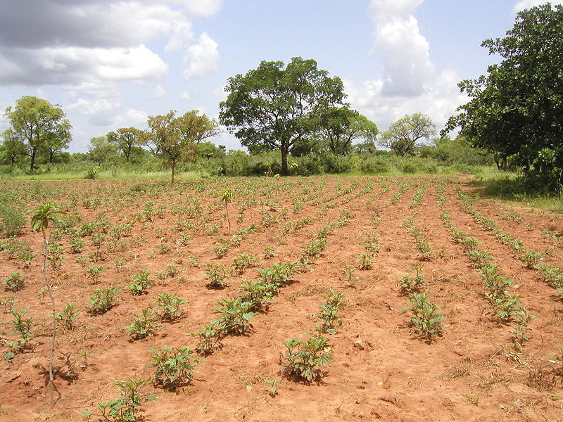 fotos-de-burkina-faso-reforestacion-en-tolotama.jpg