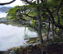 Imagenes Parque Nacional Tierra del Fuego