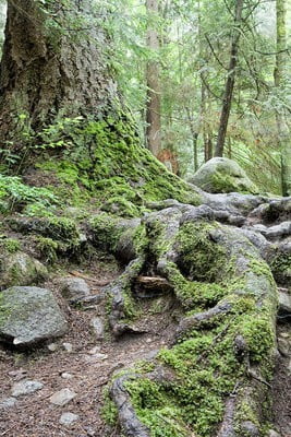 naturaleza viva bosque