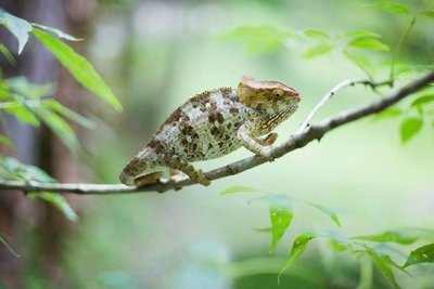 naturaleza viva camaleon