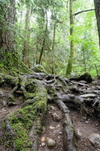 paisajes de bosques árboles