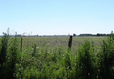 pampa humeda argentina