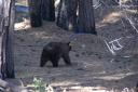 Paseando por el Parque Nacional de Yosemite