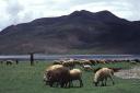 Pastoreando en Tibet