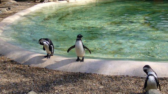 Pingüinos en el Zoo de Londres ZSL