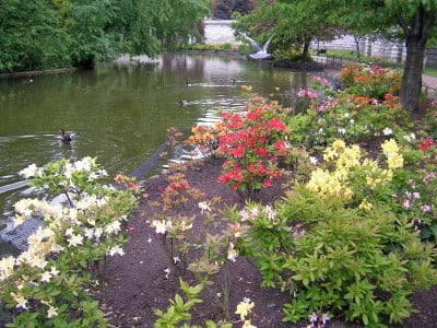 Flores de St. James Park