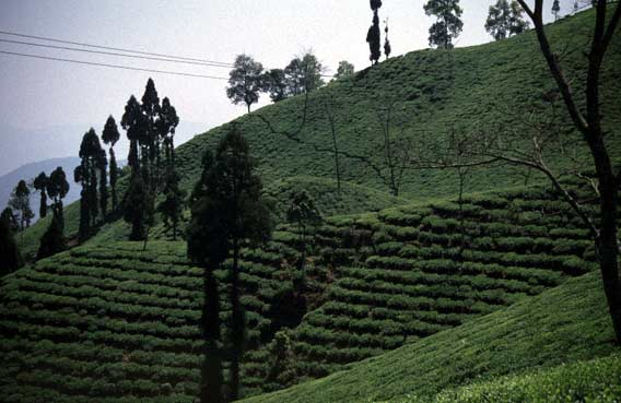 Darjeeling