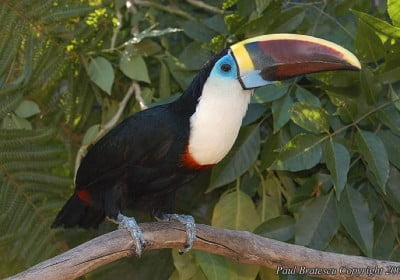 toucan