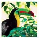 Tucan Costa Rica para de la exotica fauna de Costa Rica