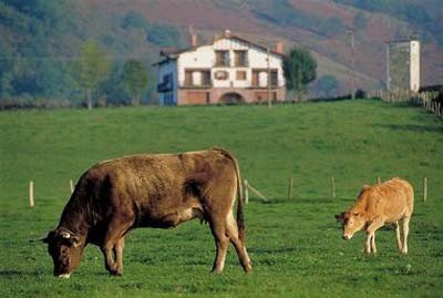 Turismo rural en Navarra ganado