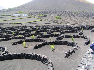 Viñedos en La Geria