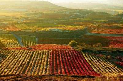 Viñedos de La Rioja