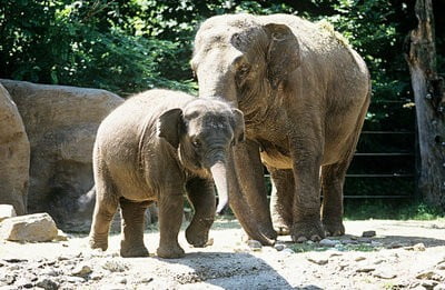 zoo de Lisboa elefantes