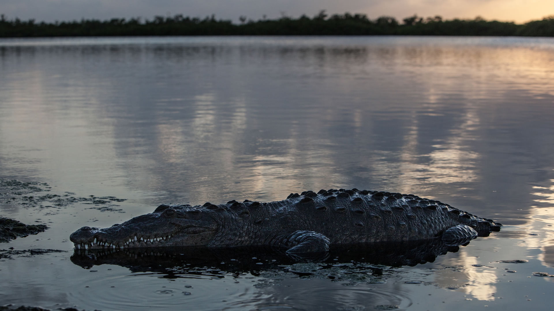 Zingira krokodiloa: espezie arrunta Belizeko aintziretan
