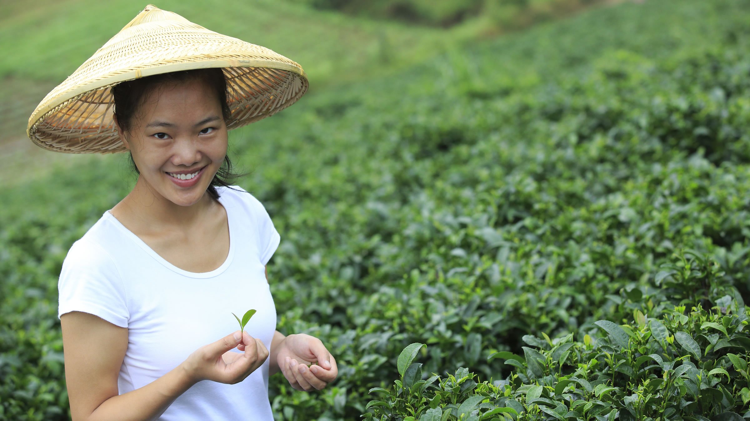 Coltivazione di tè verde in Cina