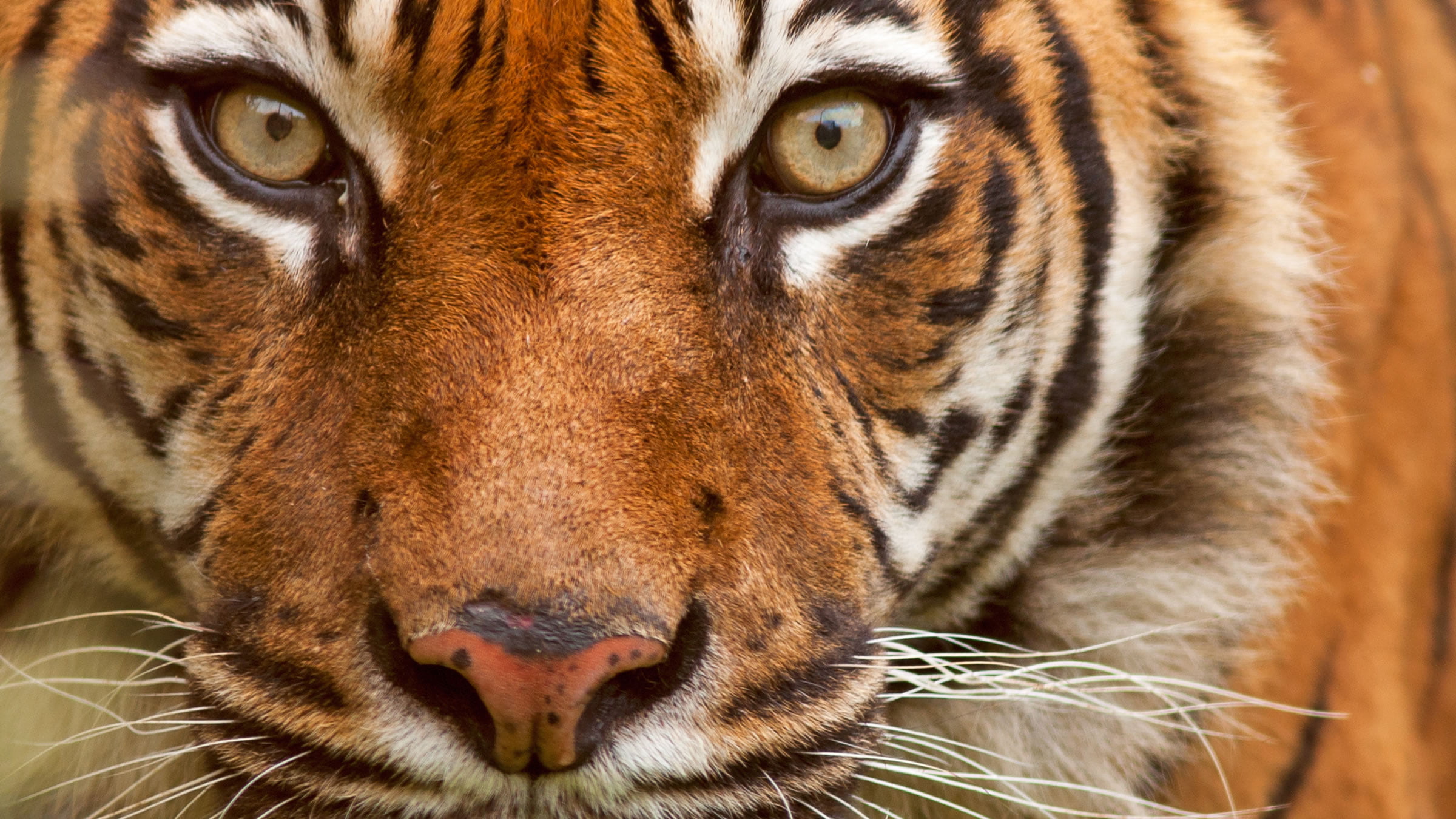Το πνεύμα της τίγρης στην κινεζική παράδοση