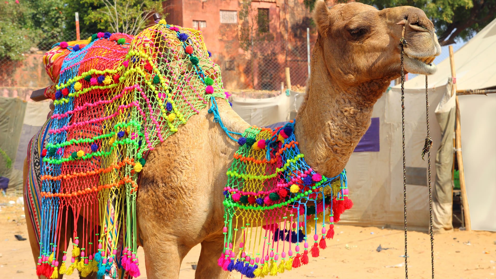 Feira dos camelos de Pushkar
