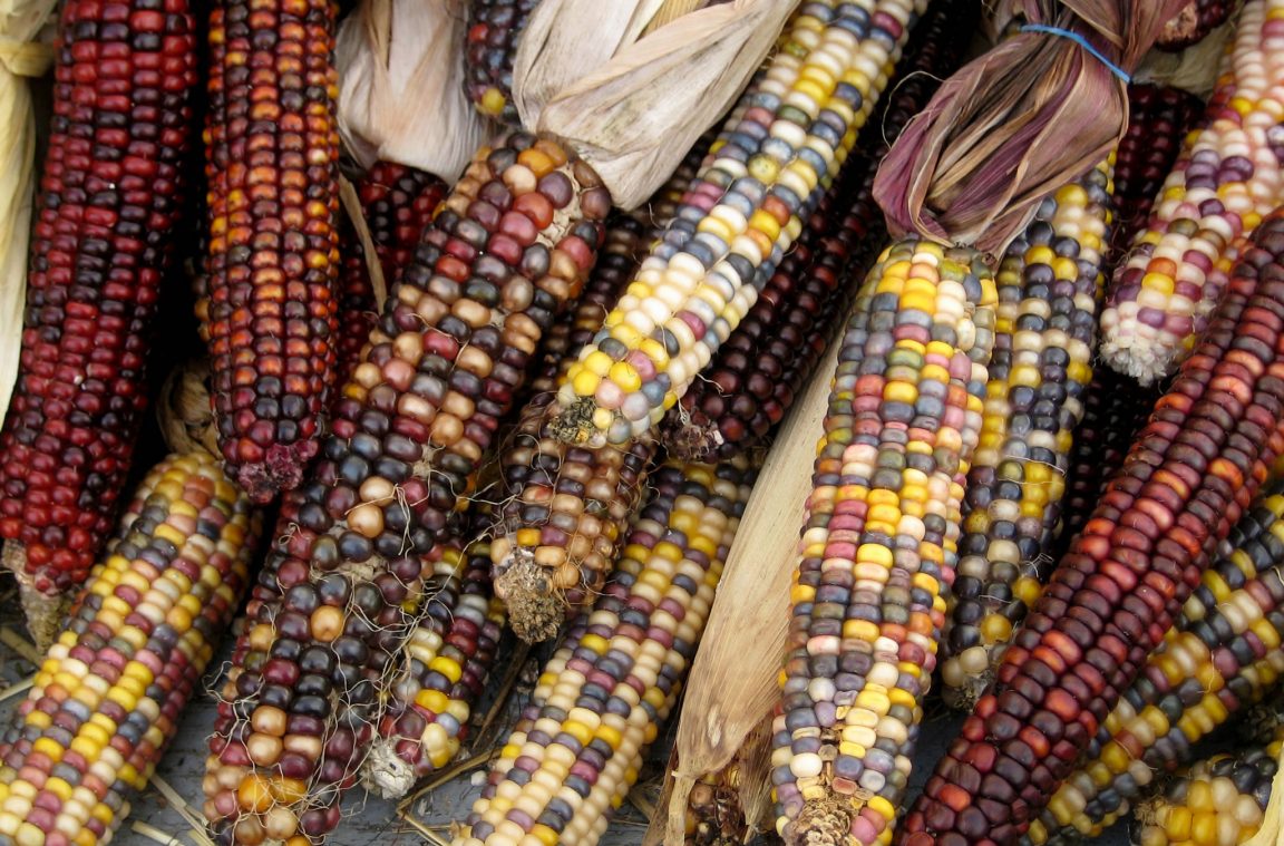 Odmiany kukurydzy w Ameryce Środkowej