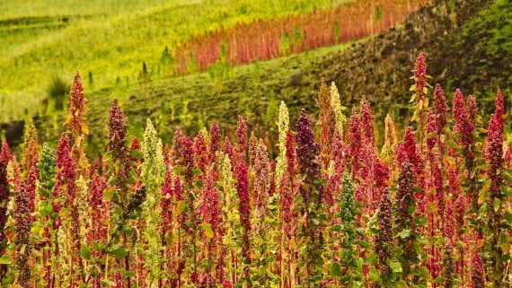 Plantación de Quinoa en Chimborazo, Ecuador