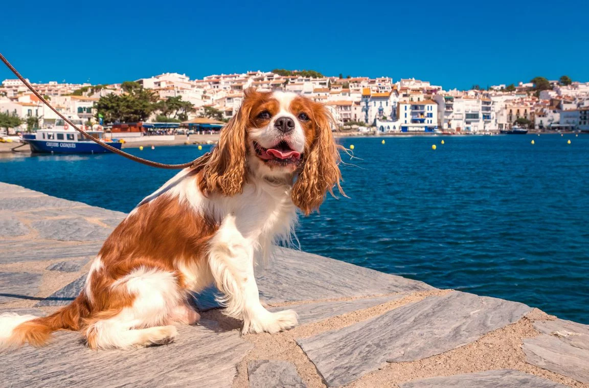 Vereisten om met een hond naar Spanje te reizen