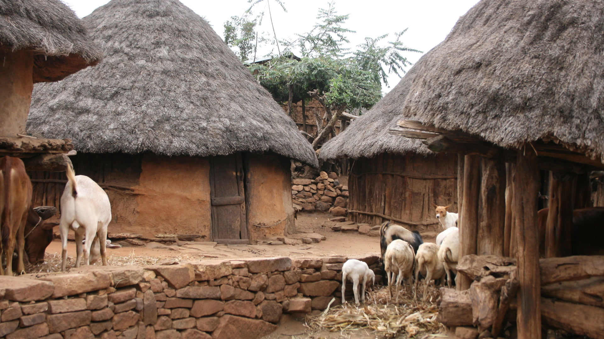 Konso Topluluğunun tipik evleri (Etiyopya)