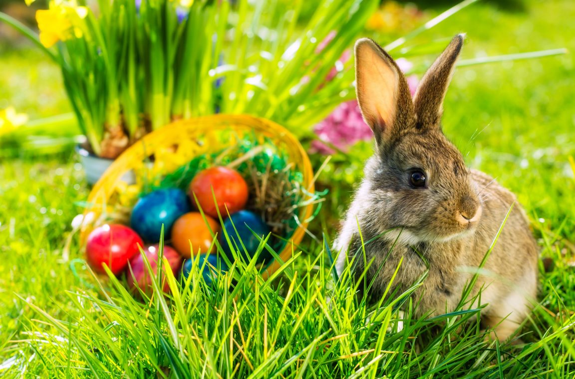 Rabbit and Easter eggs - a German custom
