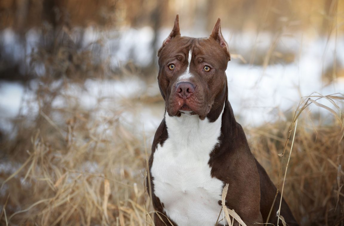O American Pit Bull Terrier: un can prohibido en Australia