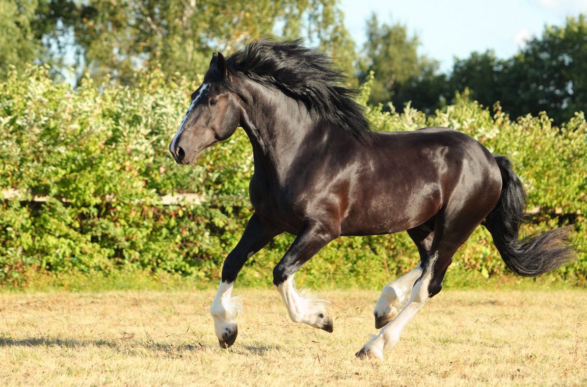 Cabalo de Shire: unha das razas máis grandes