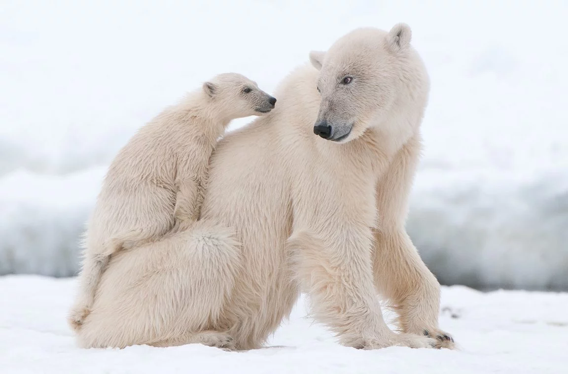 De bevroren habitat van de ijsbeer